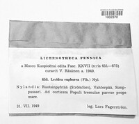 Lecidella euphorea image